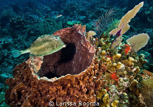 A honeycomb cowfish (Acanthostracion polygonia) taken at ... by Larissa Roorda 